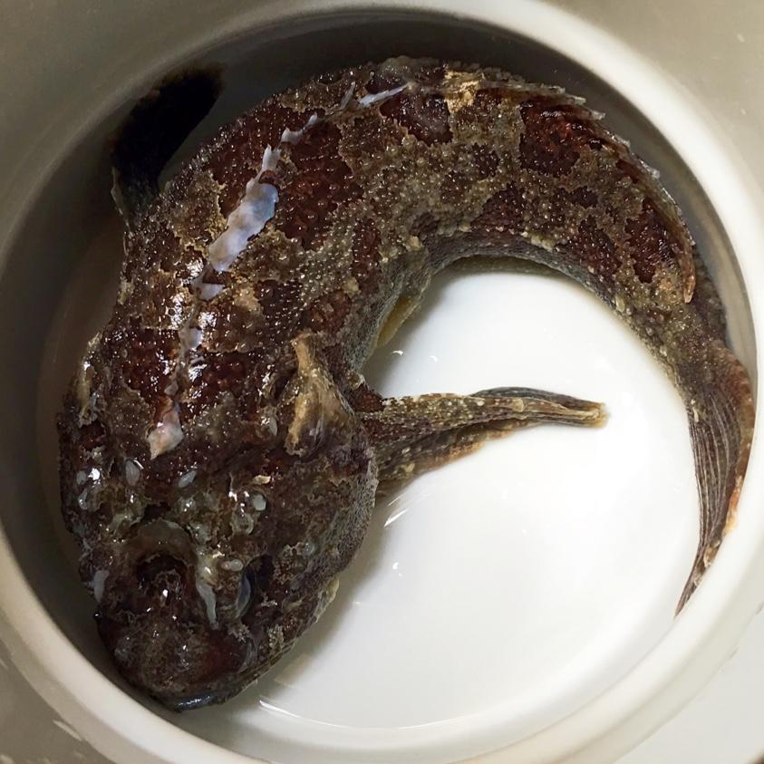 may一米阳光分享作品晚餐612016年10月4日虎鱼又叫石头鱼 ,身上有