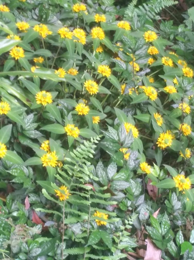 三宝粉沙拉酱af