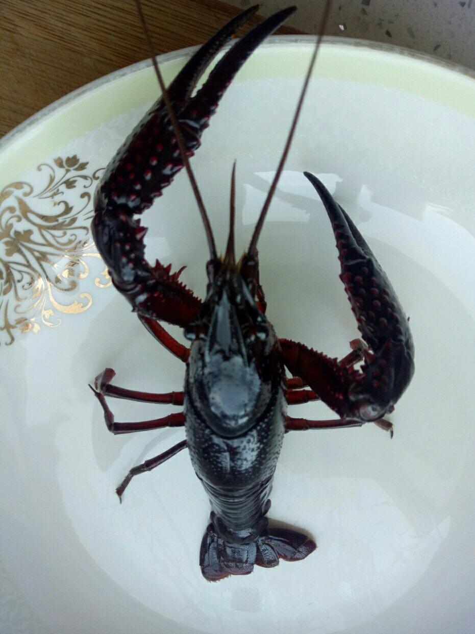 麻辣小龙虾（独创四川口味）