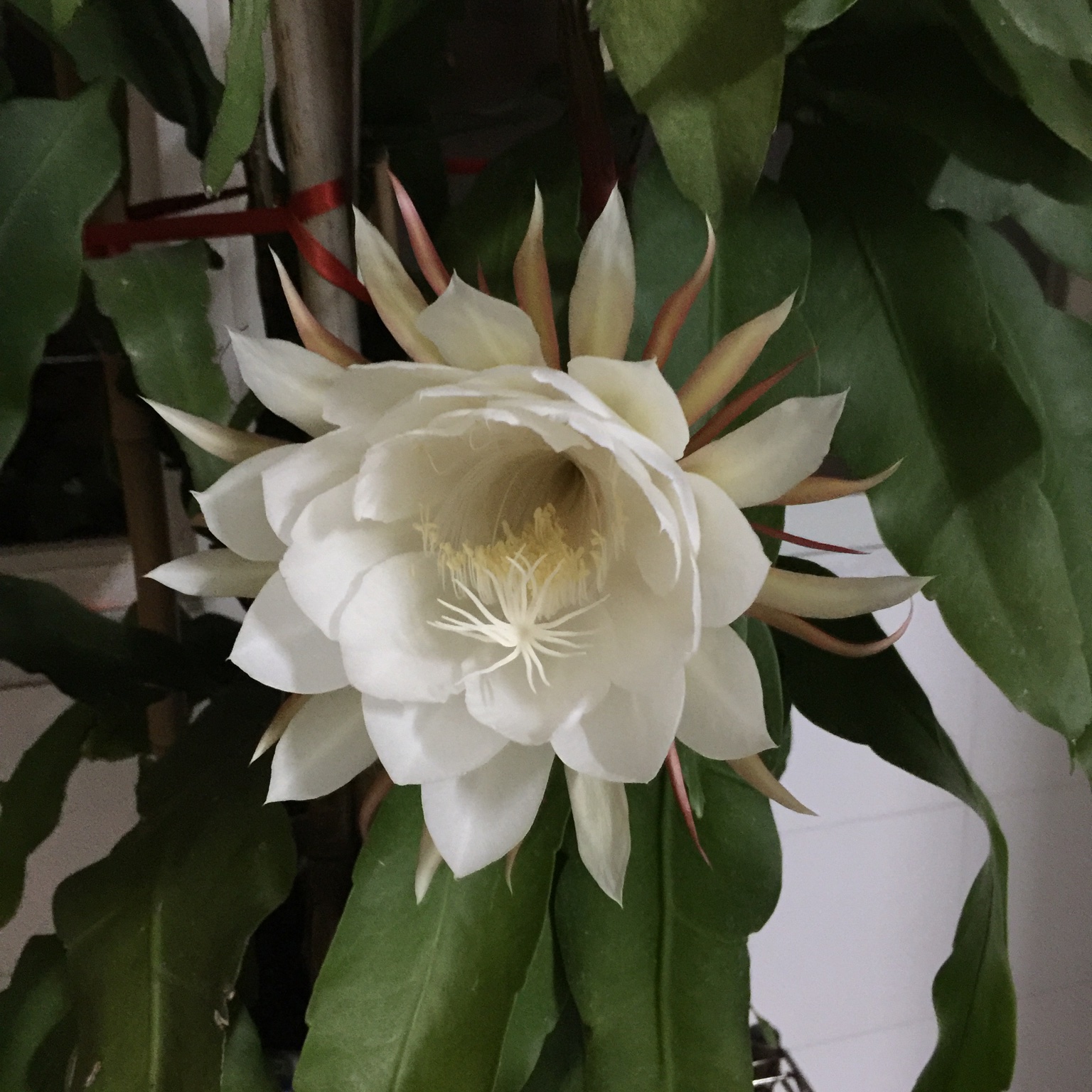 火树银花2009