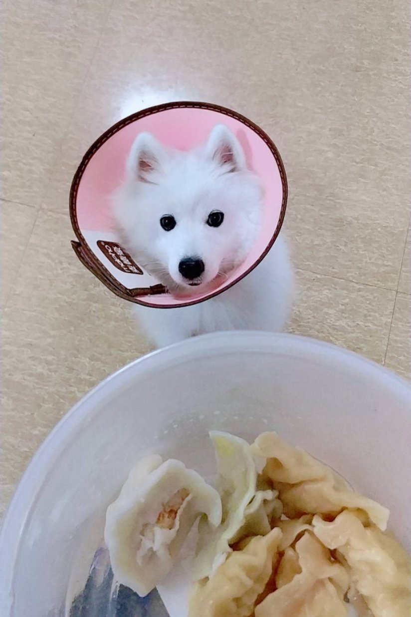 狗狗饺子（自制狗粮）
