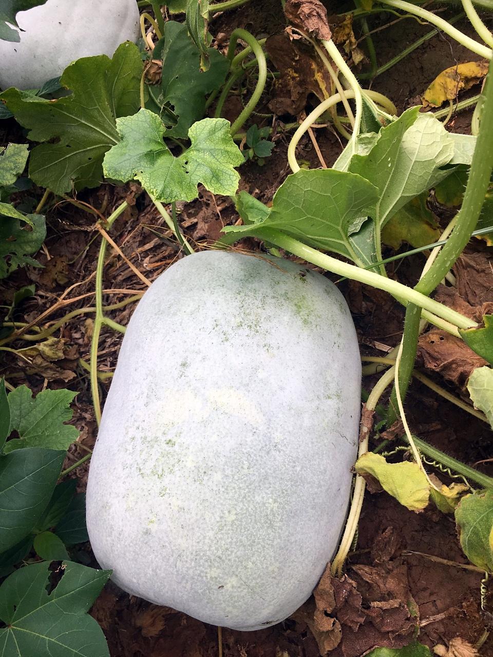 番薯妈咪做的冬瓜