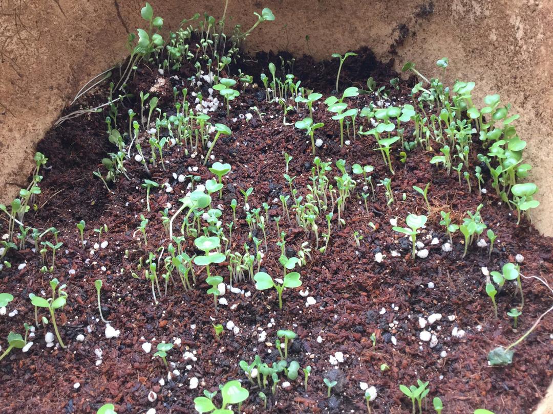 小白菜的成长记录的做法步骤图 怎么做好吃 温 熊熊 下厨房