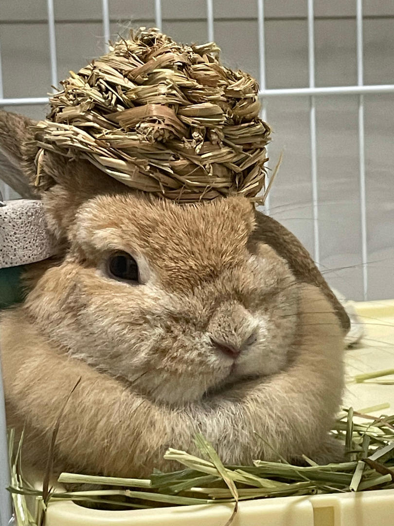 bia叽叽