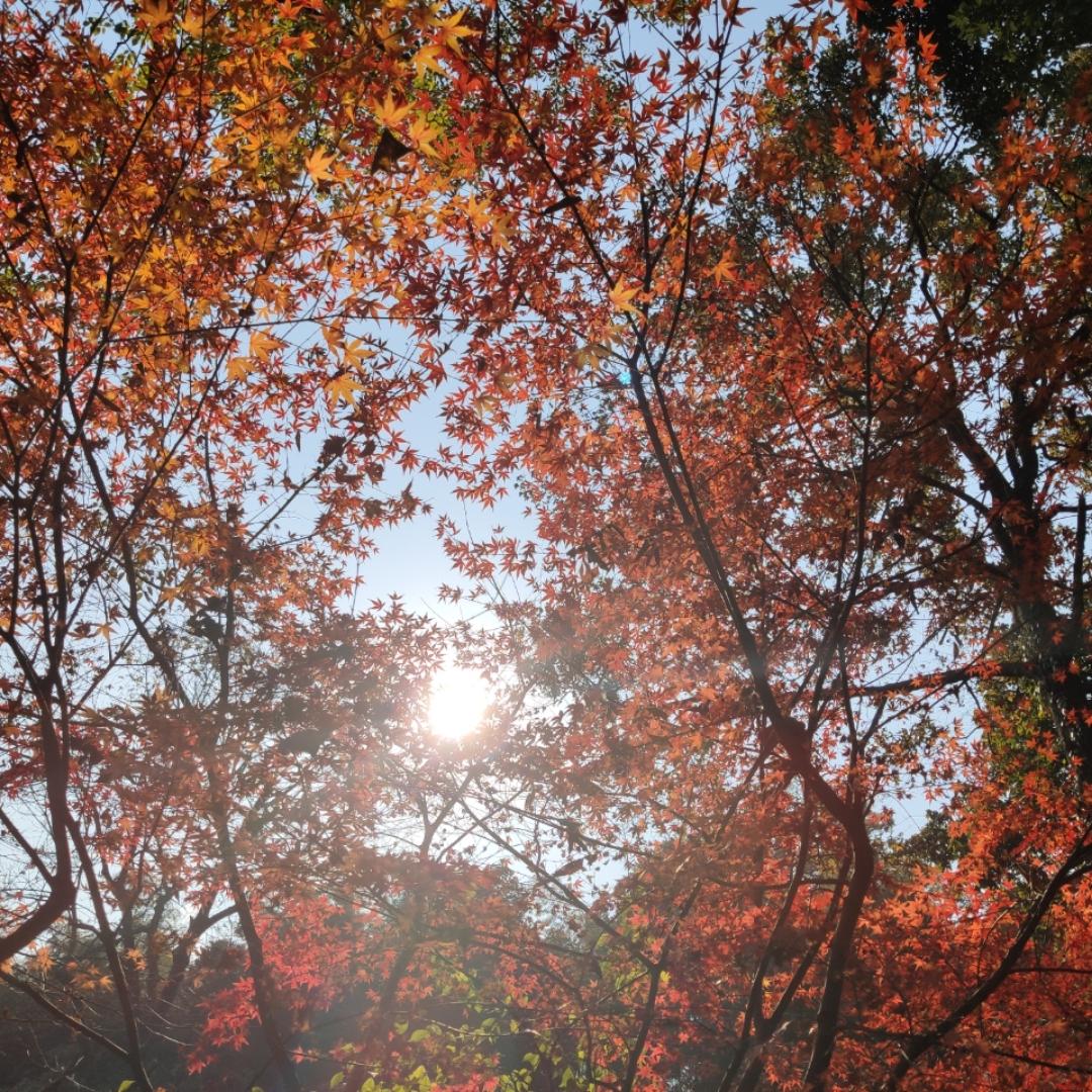 青青面包果