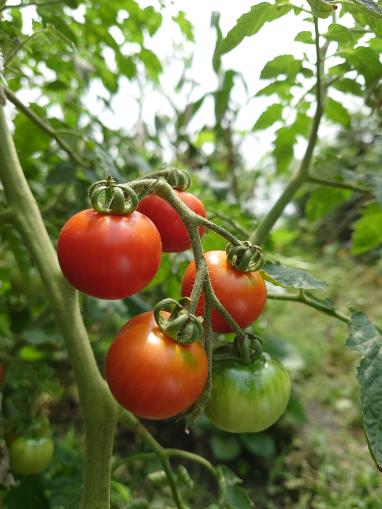 夏天西红柿保存的好办法-蒸西红柿酱