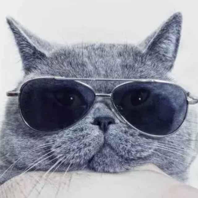 感性的猫