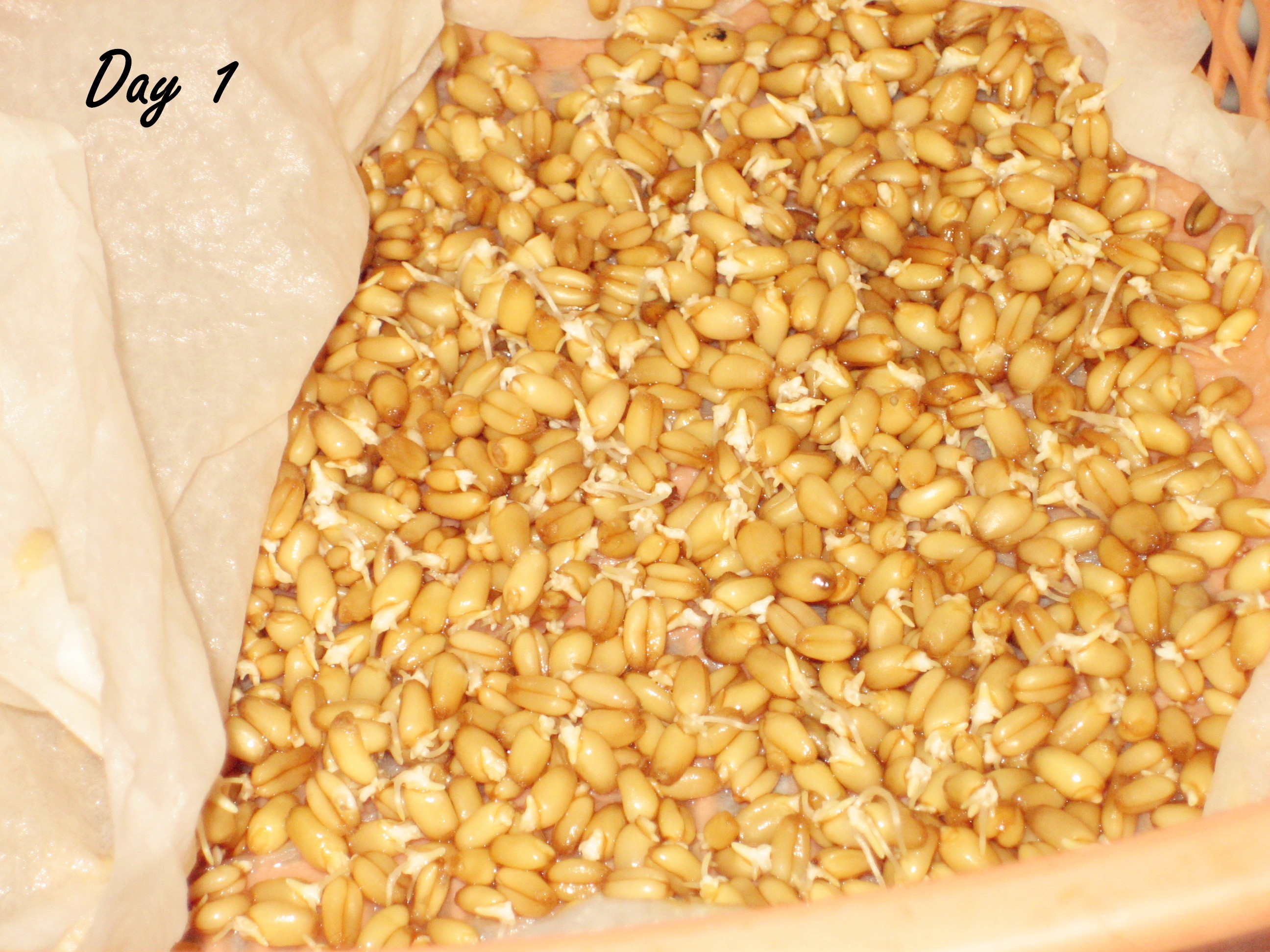 小麦草水培种植记录之家庭日常懒人粗放版