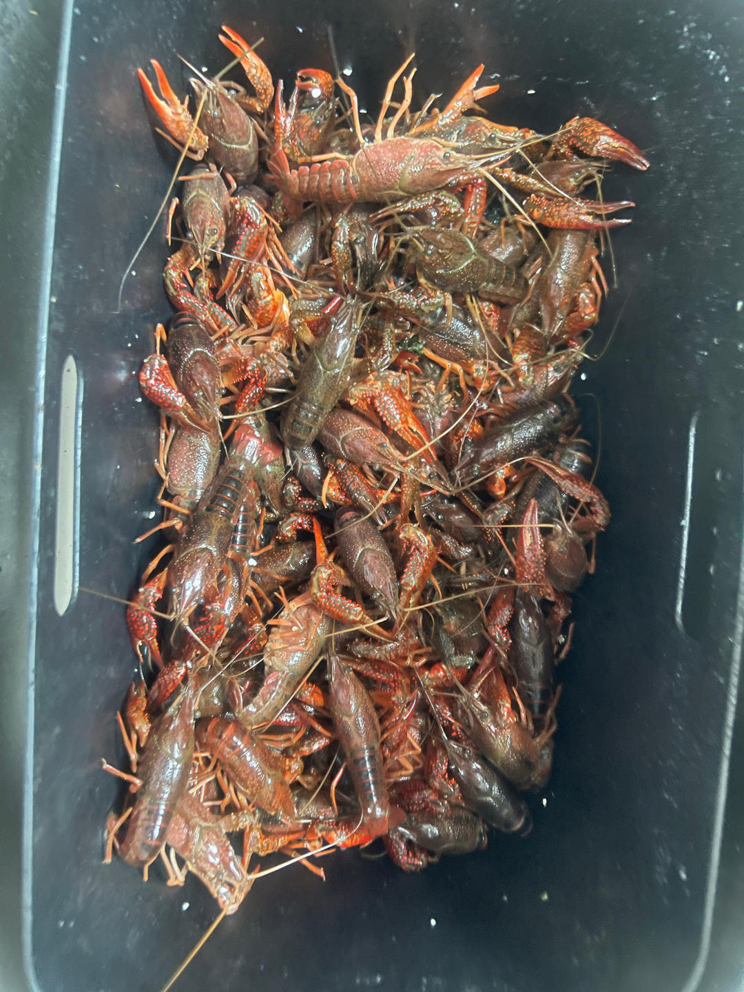 十三香小龙虾（家庭版）