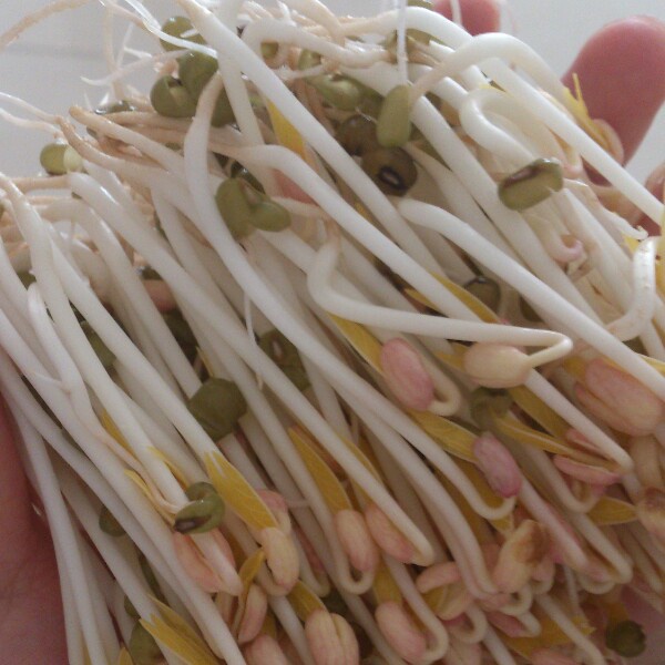 自发豆芽