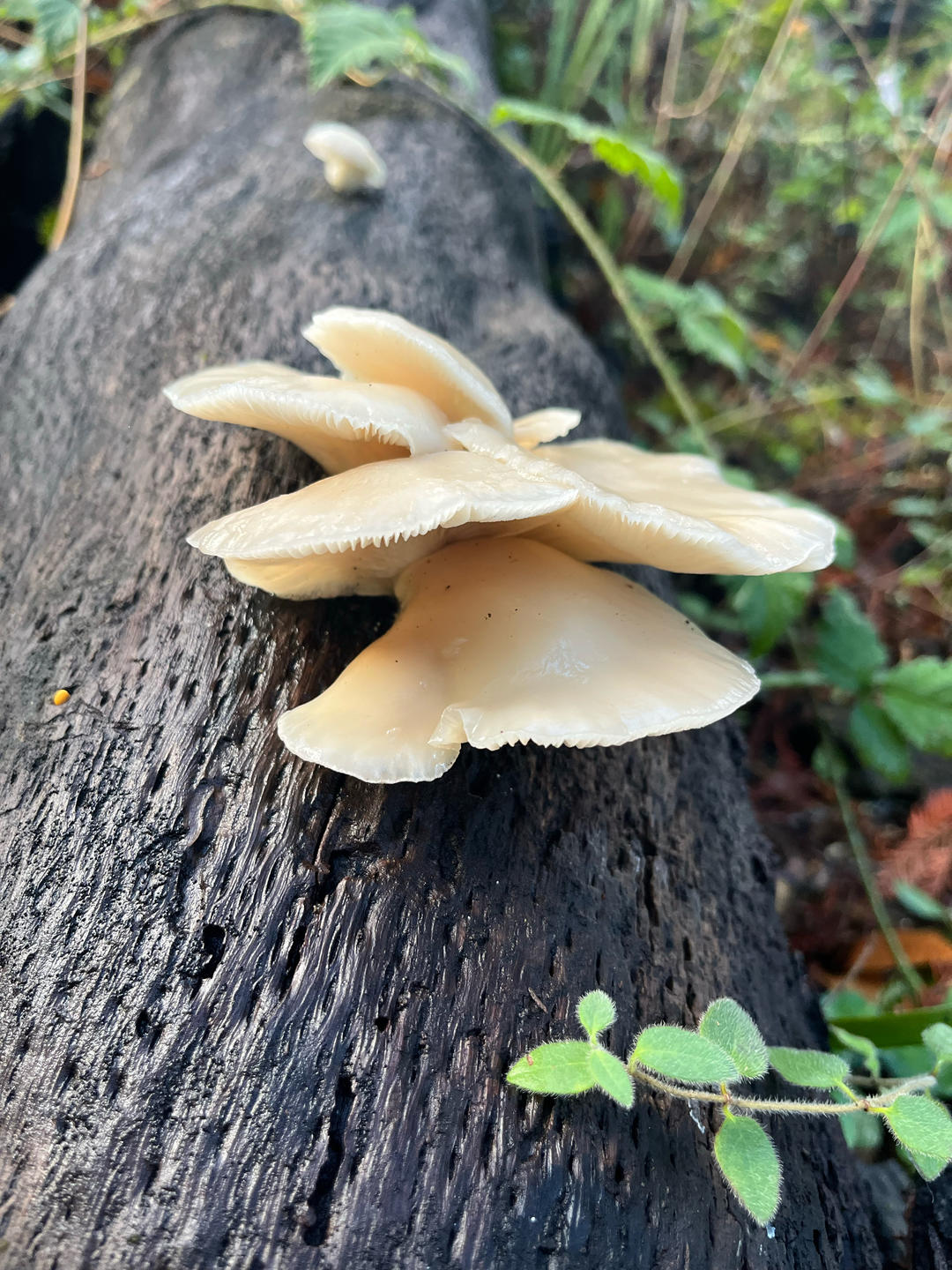 睡觉打滚