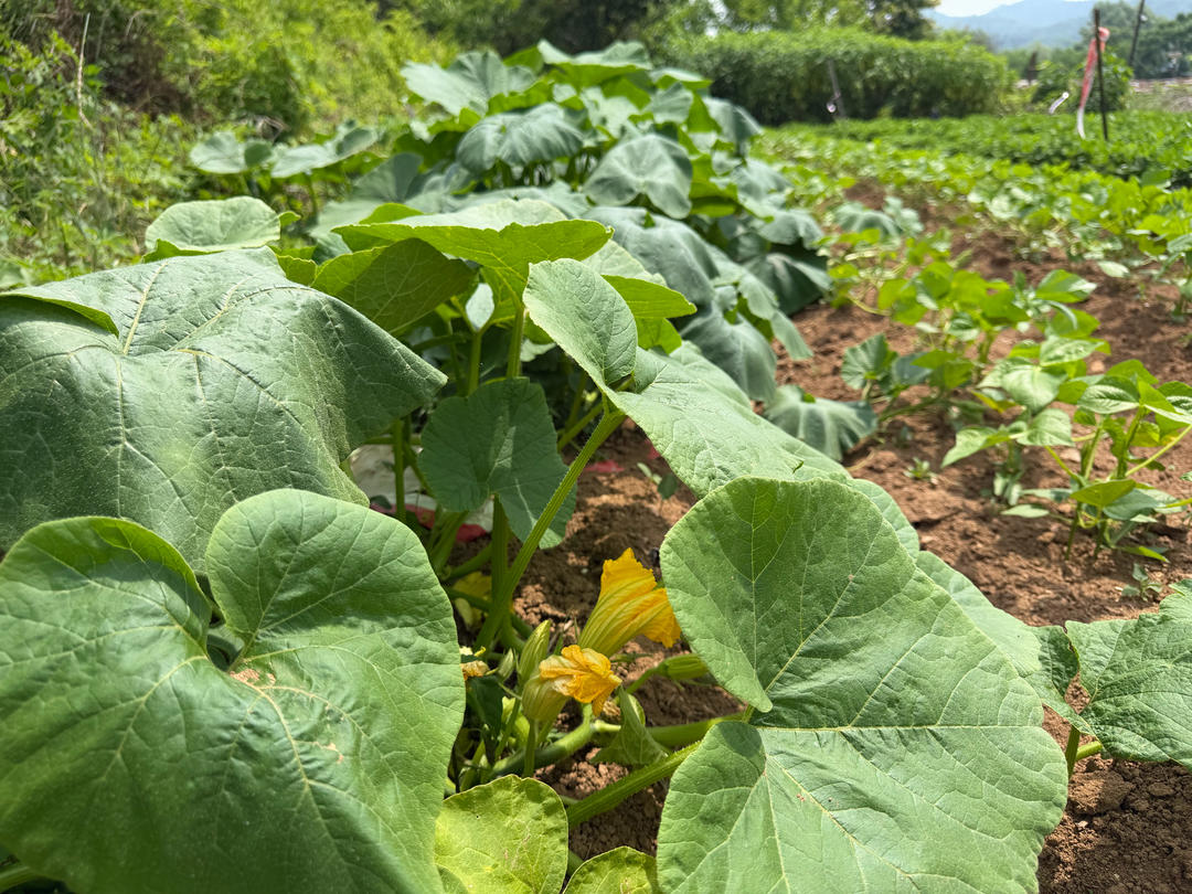 妈家院子里的菜