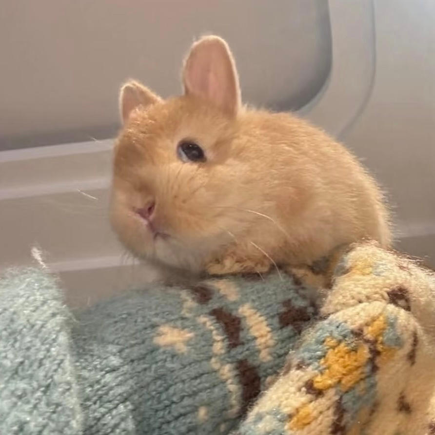 Bunny厨房
