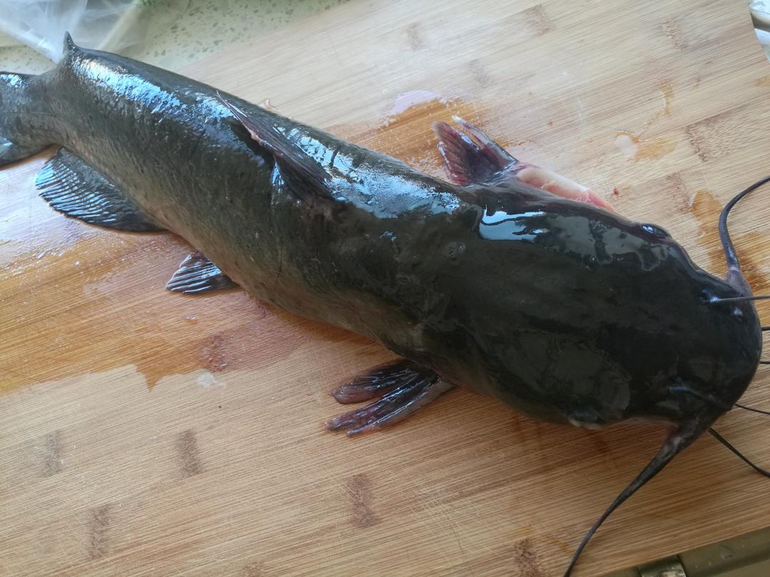清江鮰鱼烧豆腐