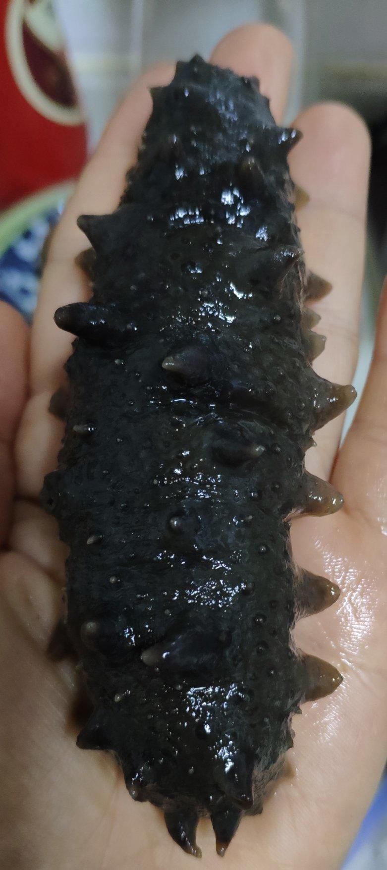 泡发海参(˶‾᷄ ⁻̫ ‾᷅˵)