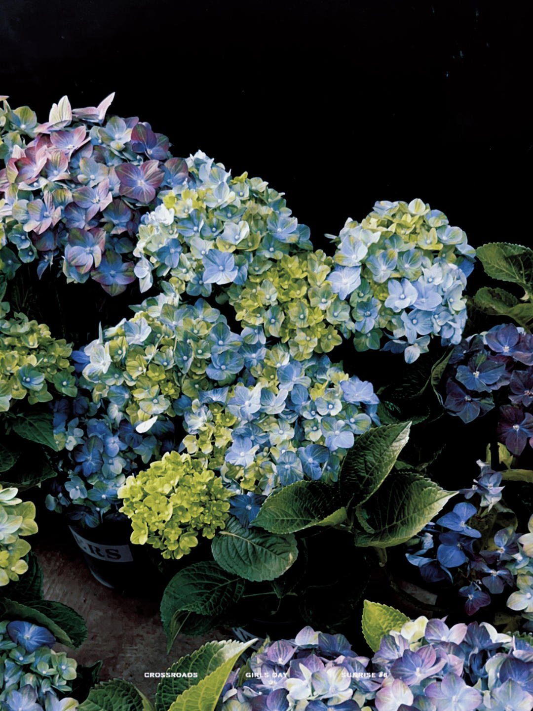 一闪一闪摘星星