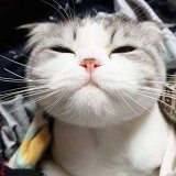 小胖墩并不墩