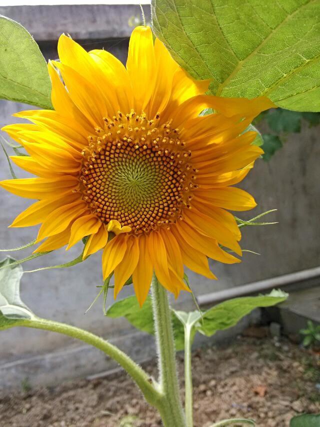 鲜花开在餐桌旁