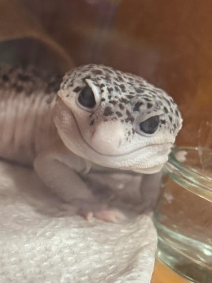 不懂你們爬行動物