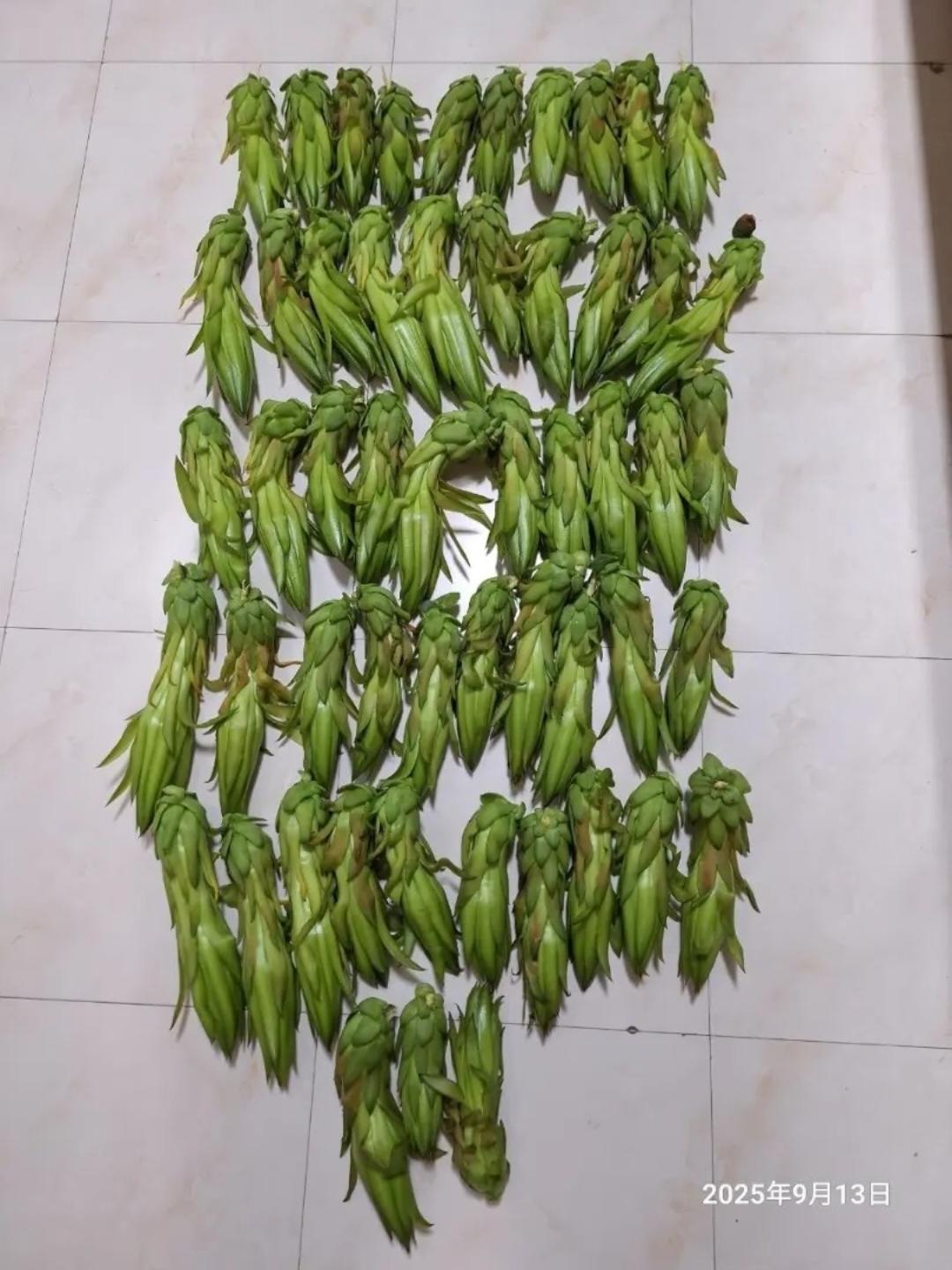 豬仔的“阿茂整餅”