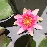 叮当麻麻好不好