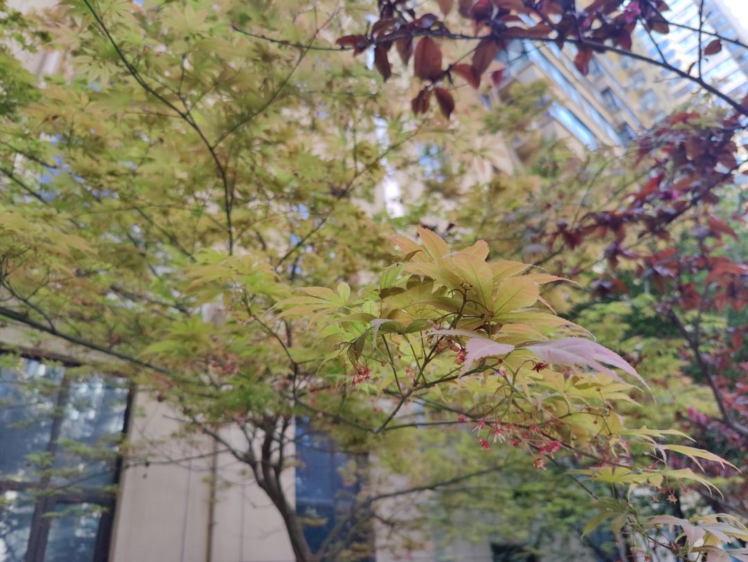 培煎芝麻酱的做法