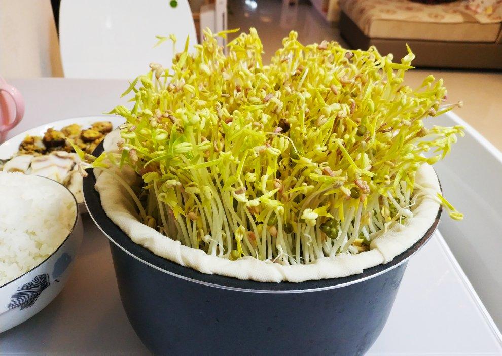 沥水篮发豆芽