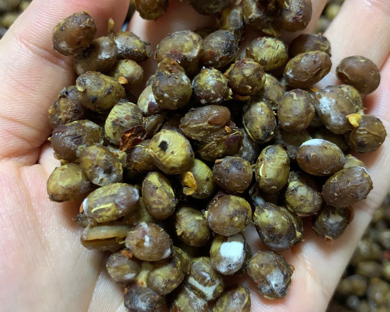 毛霉菌自制干豆豉（贵州风味）的做法