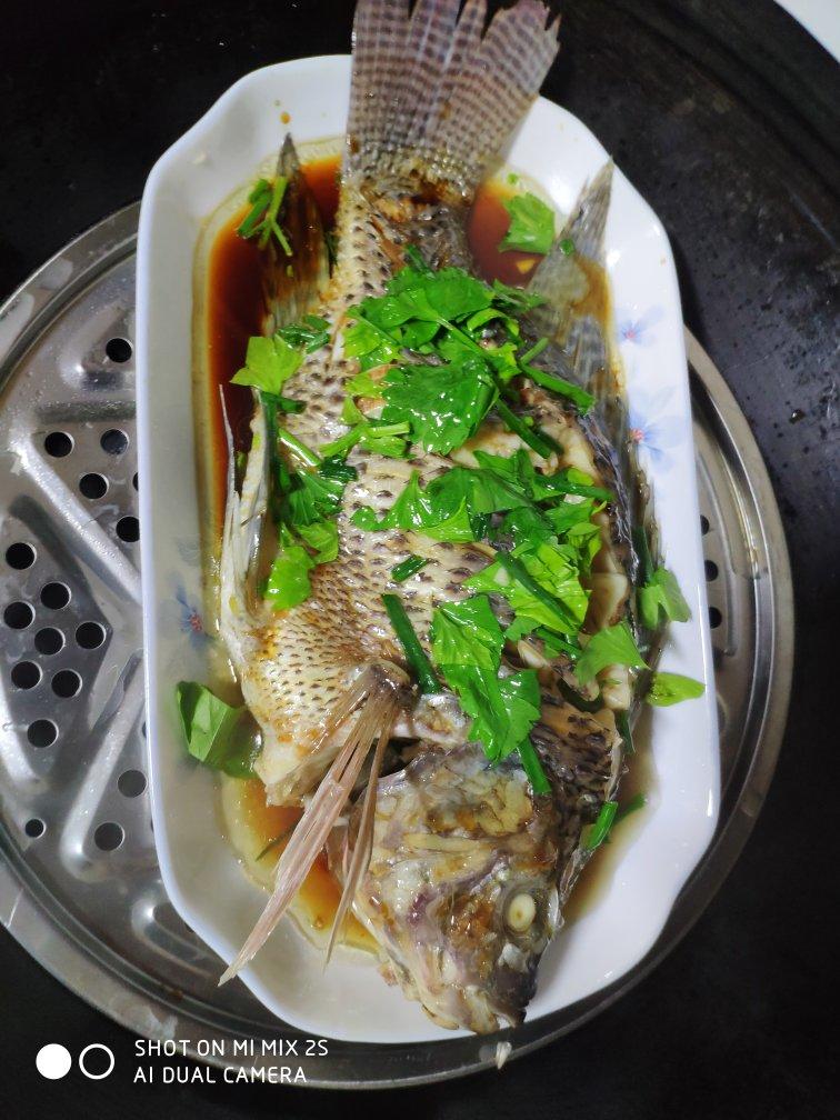 过年餐桌上少不了的菜——清蒸罗非鱼