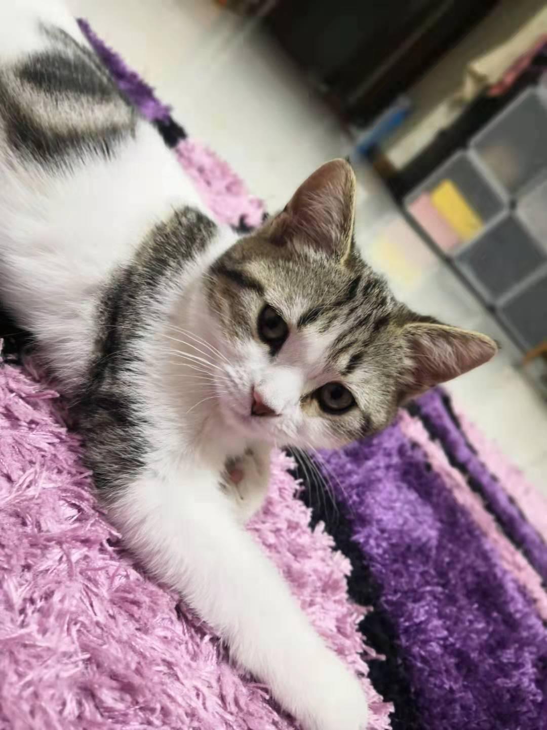 快手菜胡萝卜沙拉的做法