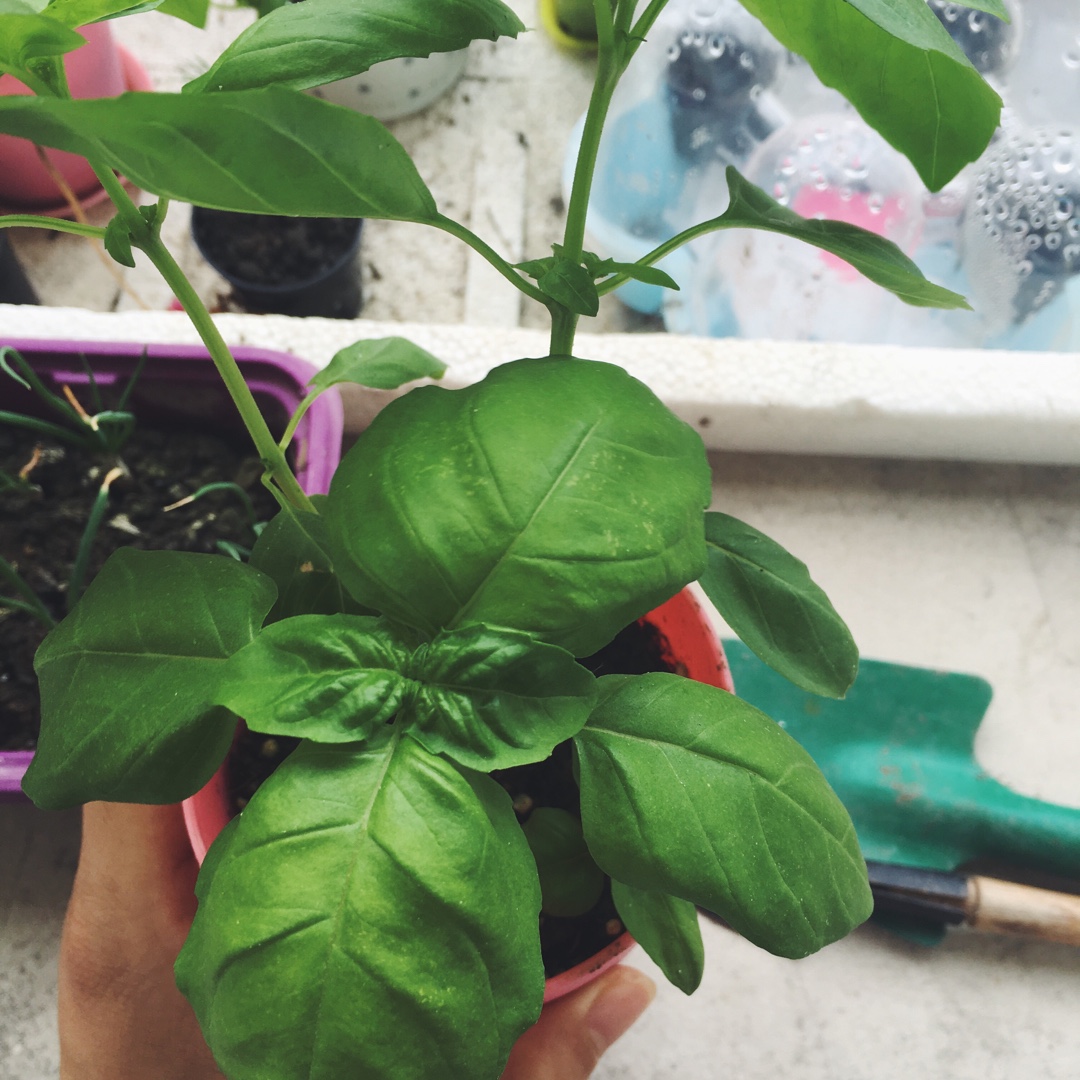 如何种出无穷无尽的罗勒