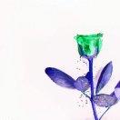 人生若只如初见0000