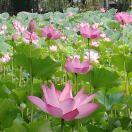 手機用戶8652_5slg