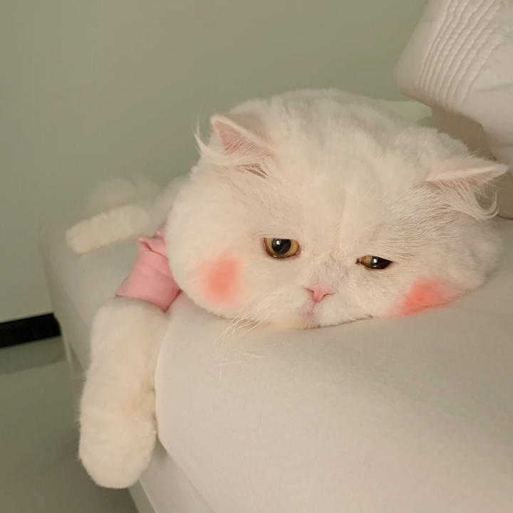 宋小宝爱洗碗