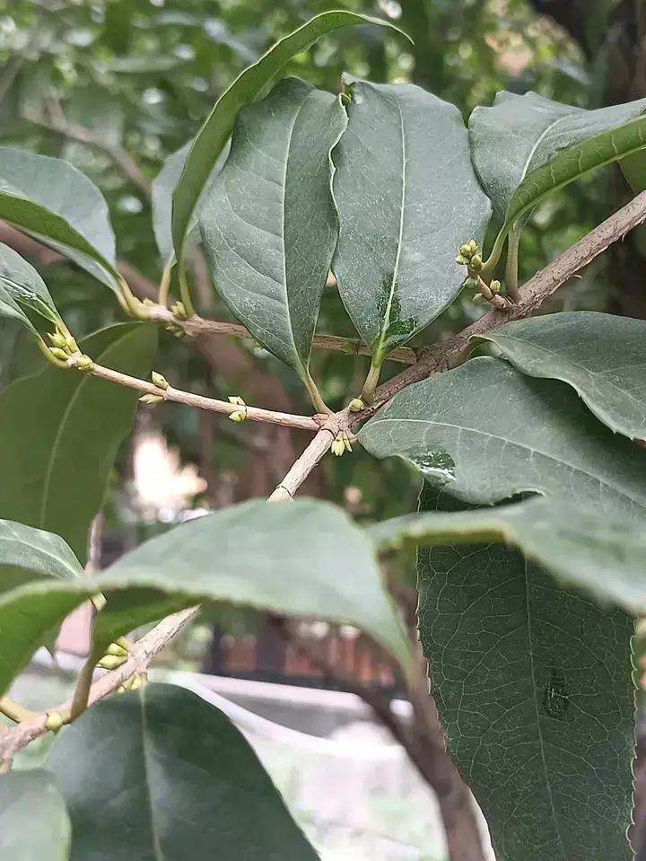 自制桂花糖浆