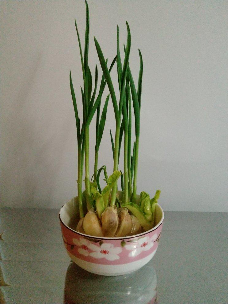 菜根菜心重生记