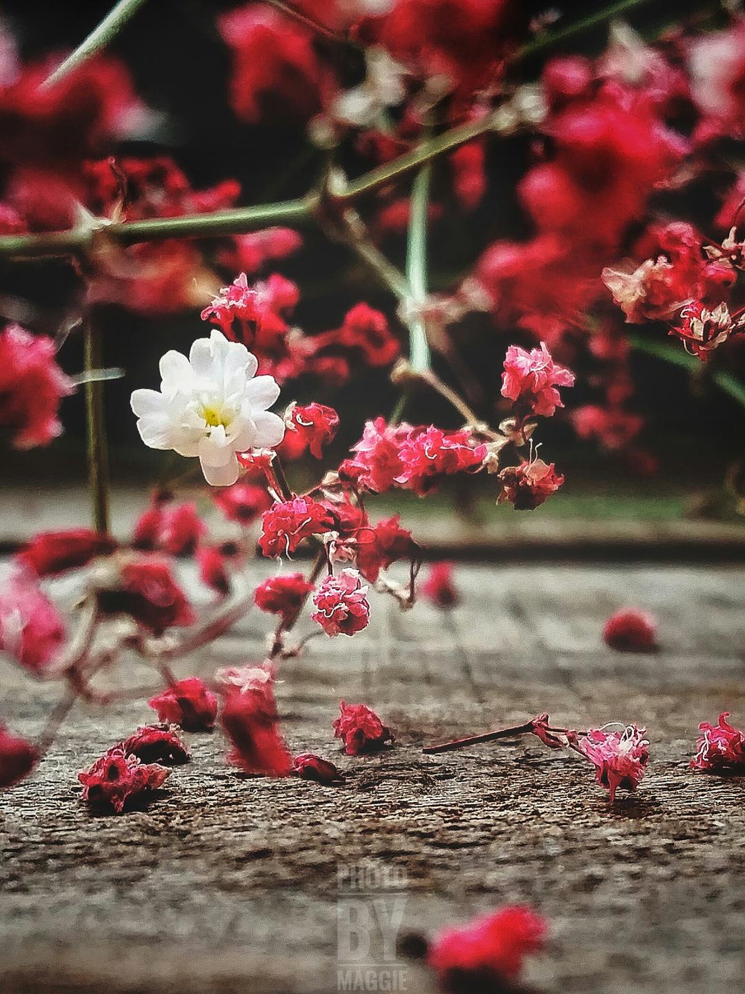 maggie的小厨房的做法