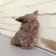 萝卜卜卜卜啵啵啵