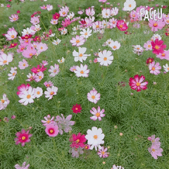 那些花儿<记录篇>