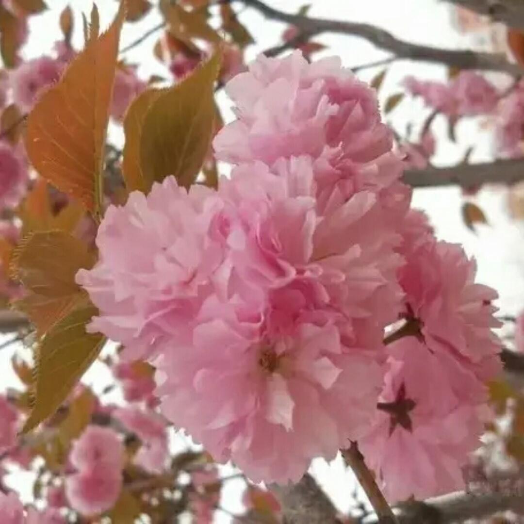 快乐的吃货是我