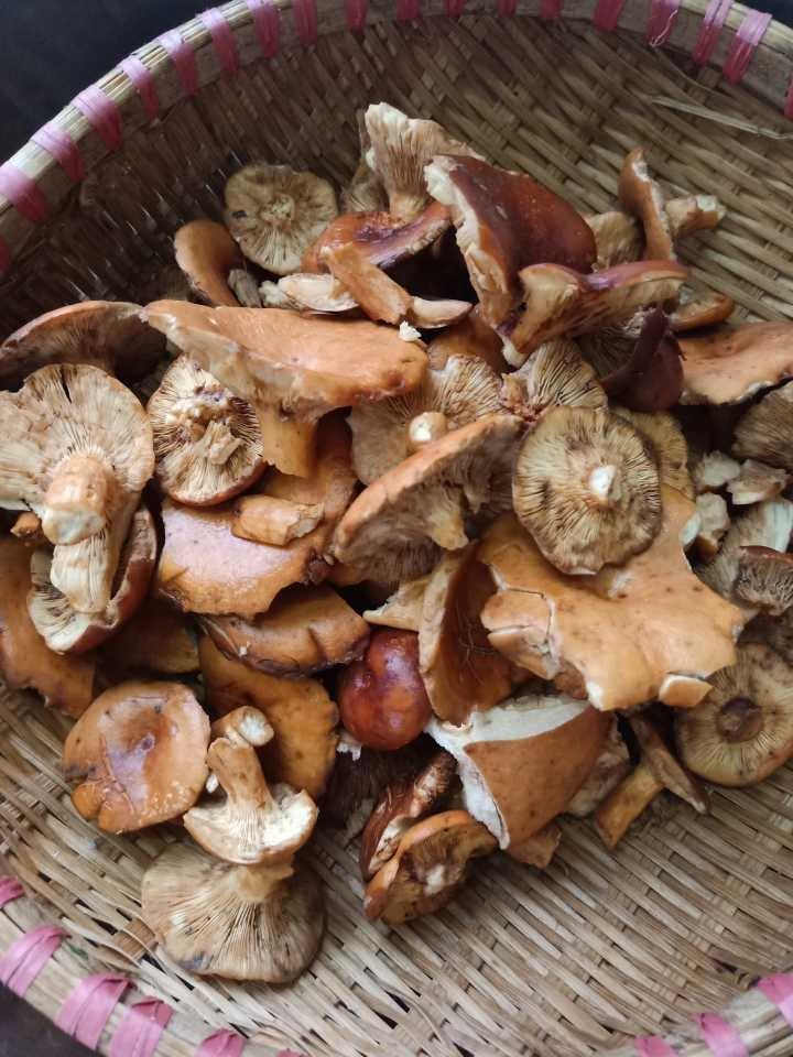 清炒奶香菌的做法