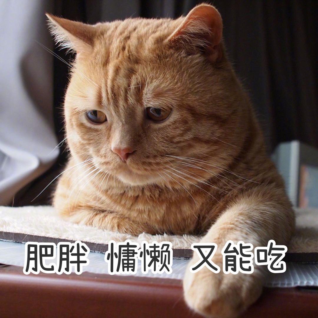 好吃懒做小渣渣