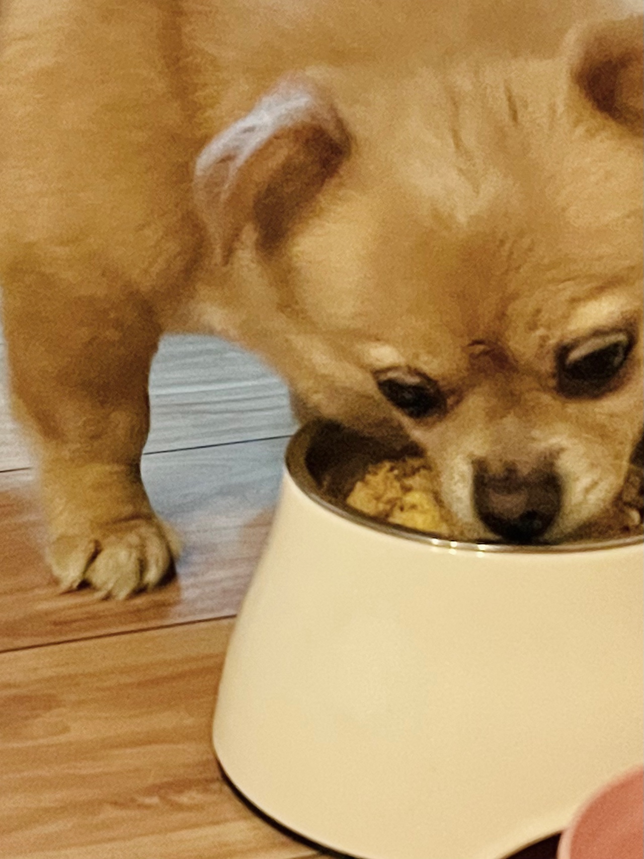 Dog food的做法 步骤6
