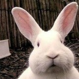 小白白白白白白-