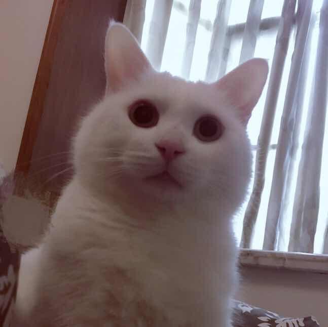 刺猬2傻