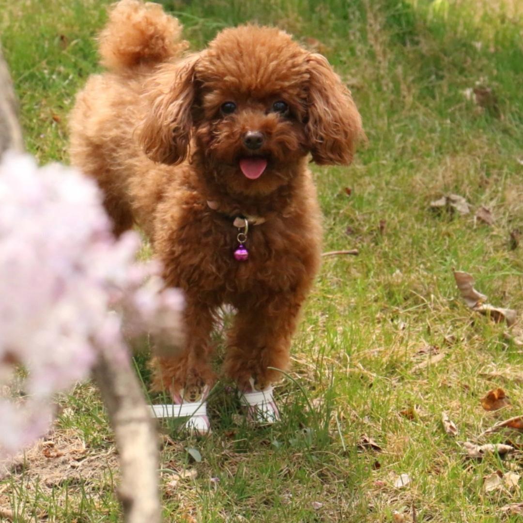 狗狗的美食厨房