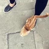 大白档