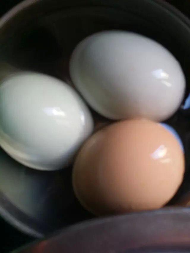 手工自制咸鸭蛋的做法 步骤3