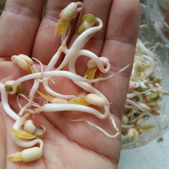 生绿豆芽
