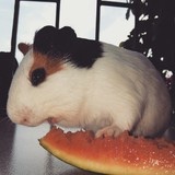 楊楊楊楊先森不是结结结巴